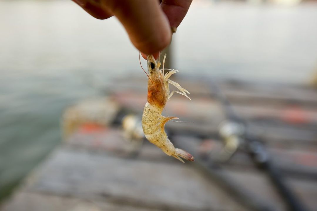 Using Shrimp As Bait In Fresh And Saltwater